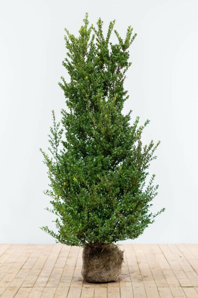 Ilex crenata 'Dark Green' 125-150 cm