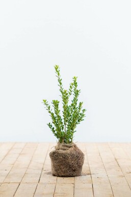 Ilex crenata 'Green Hedge' Japansk järnek häck 15-20 i kruka Ilex crenata 'Green Hedge' 15-20 cm