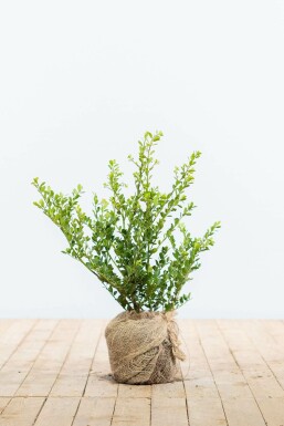 Ilex crenata 'Green Hedge' Japansk järnek häck 30-40 i kruka Ilex crenata 'Green Hedge' 30-40 cm