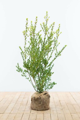 Ilex crenata 'Green Hedge' Japansk järnek häck 60-80 rotboll Ilex crenata 'Green Hedge' 60-80 cm