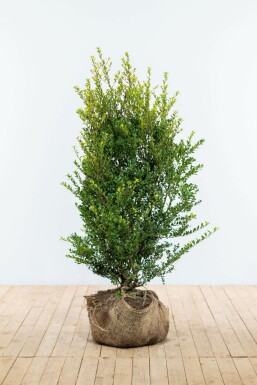 Ilex crenata 'Green Hedge' Japansk järnek häck 100-125 rotboll Ilex crenata 'Green Hedge' 100-125 cm