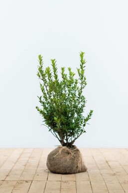 Ilex maximowicziana 'Kanehirae' Järnekar häck 30-40 i kruka Ilex maximowicziana 'Kanehirae' 30-40 cm