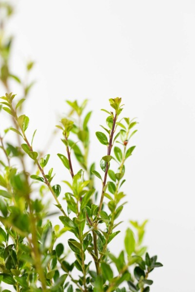 Ilex maximowicziana 'Kanehirae' Järnekar häck 30-40 i kruka Ilex maximowicziana 'Kanehirae' 30-40 cm