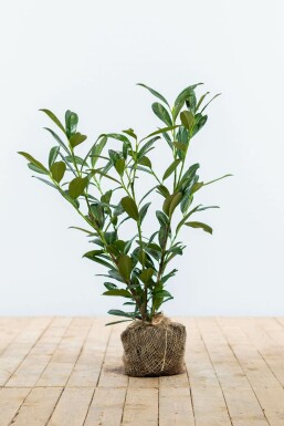 Prunus laurocerasus 'Caucasica' Lagerhägg häck 60-80 rotboll Prunus laurocerasus 'Caucasica' 60-80 cm