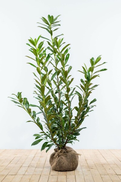 Prunus laurocerasus 'Caucasica' 100-125 cm