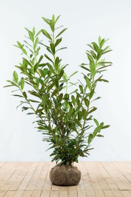 Prunus laurocerasus 'Caucasica' Lagerhägg häck 125-150 rotboll