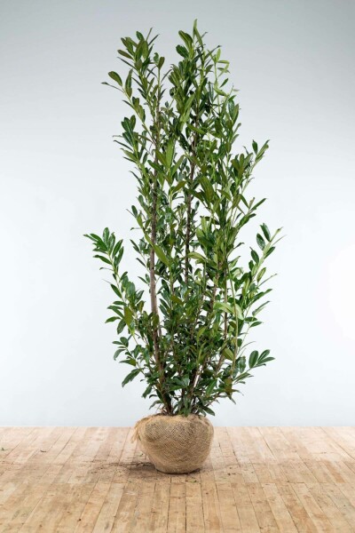 Prunus laurocerasus 'Caucasica' 200-225 cm