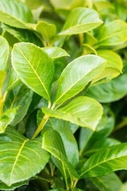 Prunus laurocerasus 'Etna' 80-100 cm - Rotklump