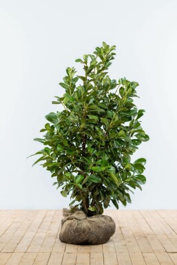 Prunus laurocerasus 'Etna' Lagerhägg häck 100-125 rotboll Prunus laurocerasus 'Etna' 100-125 cm