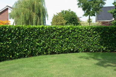 Prunus laurocerasus 'Etna' Lagerhägg häck 100-125 rotboll Prunus laurocerasus 'Etna' 100-125 cm