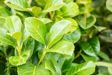 Prunus laurocerasus 'Etna' 100-125 cm - Rotklump