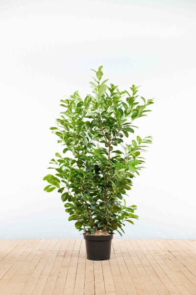 Prunus laurocerasus 'Etna' 125-150 cm