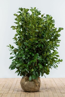 Prunus laurocerasus 'Etna' Lagerhägg häck 125-150 rotboll Prunus laurocerasus 'Etna' 125-150 cm