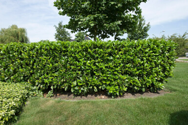 Prunus laurocerasus 'Etna' 125-150 cm
