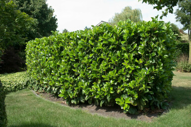 Prunus laurocerasus 'Etna' 125-150 cm