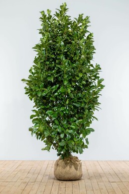 Prunus laurocerasus 'Etna' Lagerhägg häck 175-200 rotboll Prunus laurocerasus 'Etna' 175-200 cm