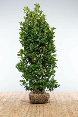 Prunus laurocerasus 'Etna' Lagerhägg häck 200-225 rotboll Prunus laurocerasus 'Etna' 200-225 cm