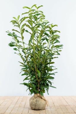 Prunus laurocerasus 'Genolia' Lagerhägg häck 100-125 rotboll