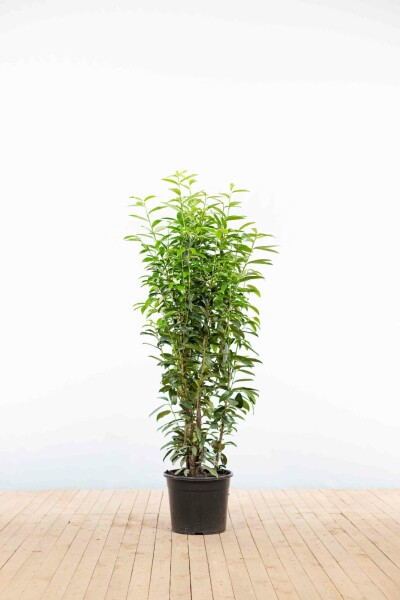 Prunus laurocerasus 'Genolia' 125-150 cm