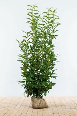 Prunus laurocerasus 'Genolia' Lagerhägg häck 125-150 rotboll