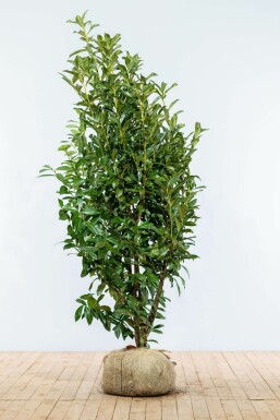 Prunus laurocerasus 'Genolia' Lagerhägg häck 175-200 rotboll