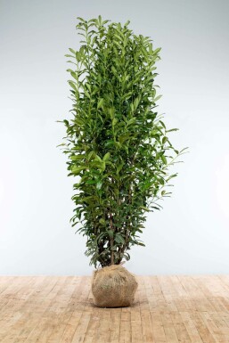 Prunus laurocerasus 'Genolia' Lagerhägg häck 200-225 rotboll Prunus laurocerasus 'Genolia' 200-225 cm