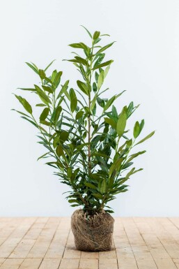 Prunus laurocerasus 'Herbergii' Lagerhägg häck 60-80 rotboll Prunus laurocerasus 'Herbergii' 60-80 cm