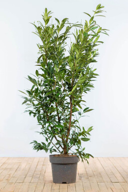 Prunus laurocerasus 'Herbergii' 175-200 cm