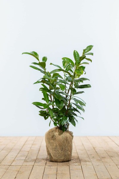 Prunus laurocerasus 'Novita' 60-80 cm