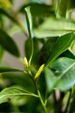 Prunus laurocerasus 'Novita' Lagerhägg häck 60-80 rotboll Prunus laurocerasus 'Novita' 60-80 cm