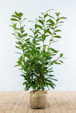Prunus laurocerasus 'Novita' Lagerhägg häck 80-100 rotboll Prunus laurocerasus 'Novita' 80-100 cm