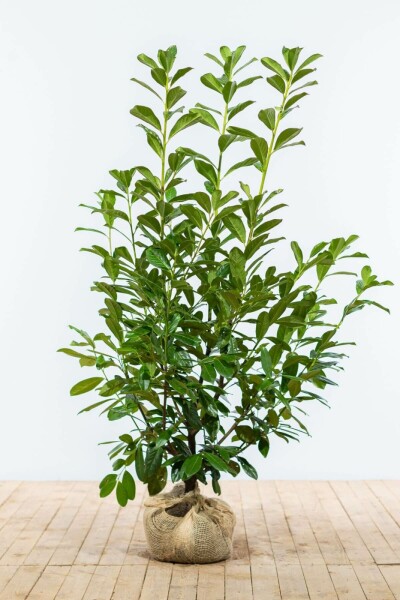 Prunus laurocerasus 'Novita' 125-150 cm