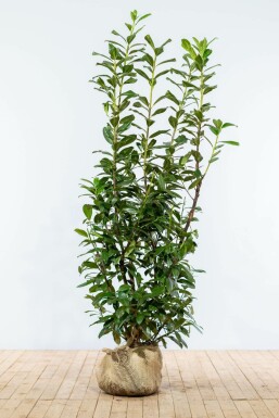 Prunus laurocerasus 'Novita' Lagerhägg häck 150-175 rotboll