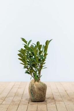 Prunus laurocerasus 'Otto Luyken' Lagerhägg häck 20-30 rotboll Prunus laurocerasus 'Otto Luyken' 20-30 cm