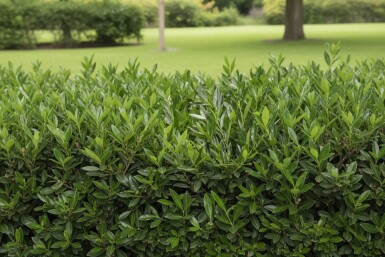 Prunus laurocerasus 'Otto Luyken' 50-60 cm - Rotklump