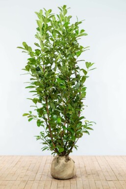 Prunus laurocerasus 'Rotundifolia' Lagerhägg häck 175-200 rotboll