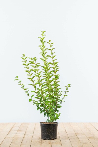 Ligustrum ovalifolium 40-60 cm