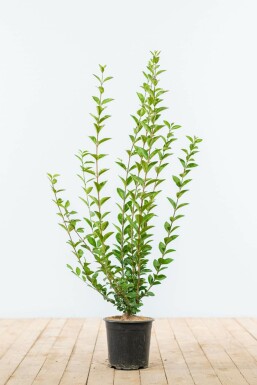 Ligustrum ovalifolium Bredbladig liguster hÀck 60-80 rotboll Ligustrum ovalifolium 60-80 cm