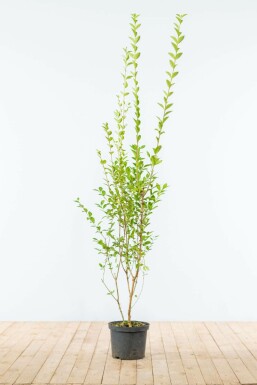 Ligustrum ovalifolium Bredbladig liguster hÀck 150-175 rotboll Ligustrum ovalifolium 150-175 cm