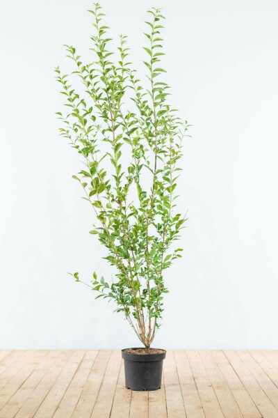Ligustrum ovalifolium 175-200 cm
