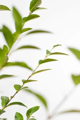 Ligustrum ovalifolium 175-200 cm