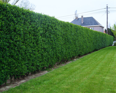 Ligustrum ovalifolium 175-200 cm