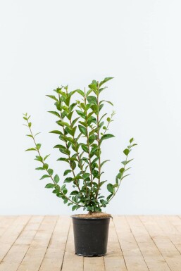 Ligustrum vulgare Liguster hÀck 40-60 rotboll Ligustrum vulgare 40-60 cm