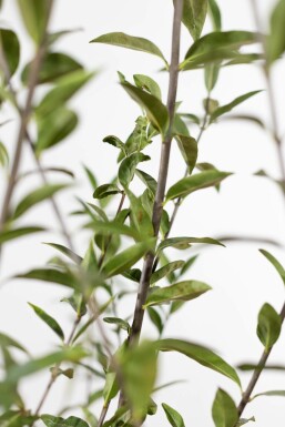 Ligustrum vulgare 60-80 cm