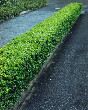 Ligustrum vulgare 60-80 cm