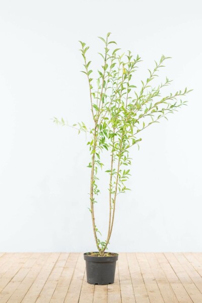 Ligustrum vulgare 125-150 cm