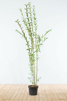 Ligustrum vulgare Liguster hÀck 150-175 rotboll Ligustrum vulgare 150-175 cm