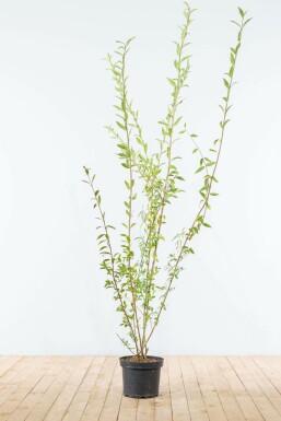 Ligustrum vulgare Liguster hÀck 175-200 rotboll Ligustrum vulgare 175-200 cm