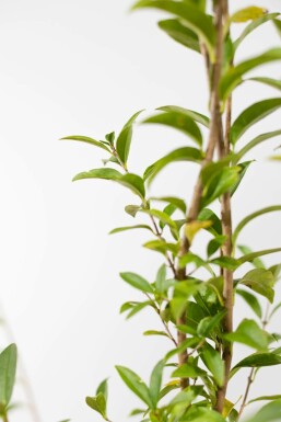 Ligustrum vulgare 'Atrovirens' 100-125 cm