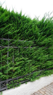Cupressocyparis leylandii 150-175 cm